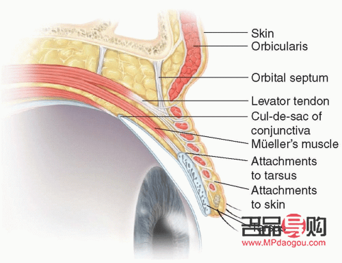 <h3>眼睛下面皺紋的微整方法</h3>