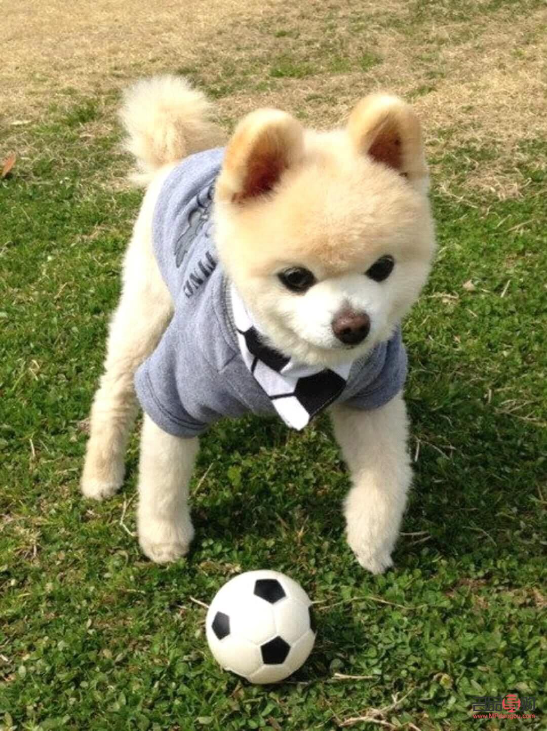 狗怎么做身體護(hù)理(狗怎么做身體護(hù)理視頻)