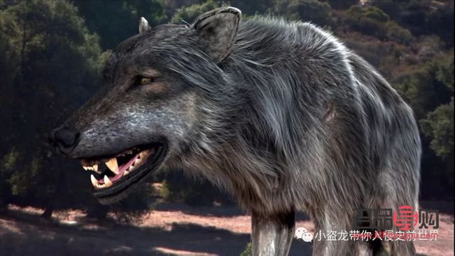 冰原狼怎么護(hù)理身體(冰原狼怎么護(hù)理身體健康)