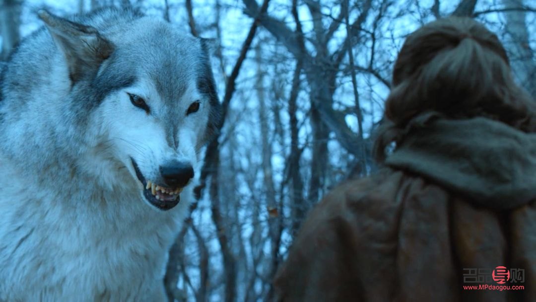 冰原狼怎么護(hù)理身體(冰原狼怎么護(hù)理身體健康)