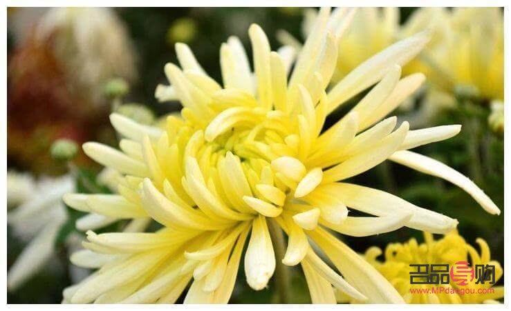 盛愛(ài)美容怎么樣(盛愛(ài)美容怎么樣可靠嗎)