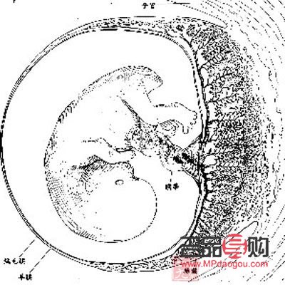 胎盤有美容效果嗎(胎盤有美容效果嗎)