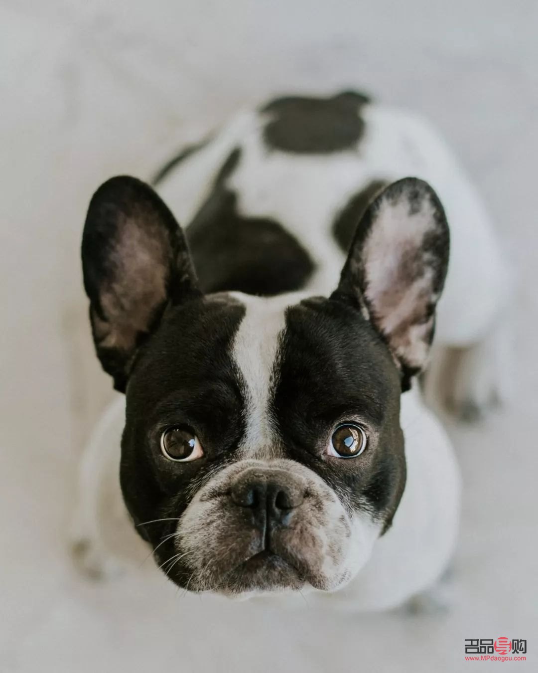 法斗經(jīng)期身體怎么護(hù)理(法斗經(jīng)期應(yīng)注意什么)