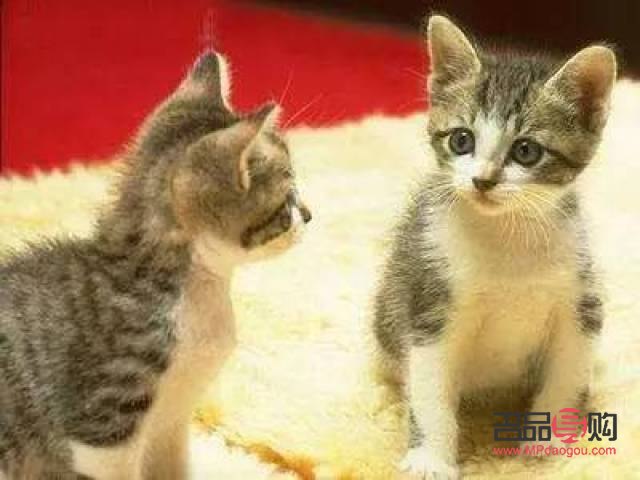 <h3>早產(chǎn)貓咪身體護(hù)理全攻略</h3>