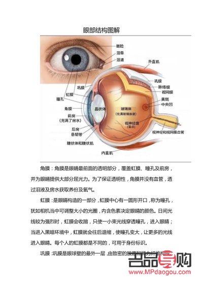 眼睛都有哪些部位組成(眼睛都有哪些部位組成圖片)