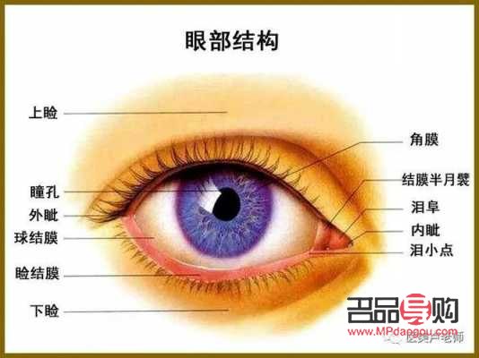 眼睛都有哪些部位組成(眼睛都有哪些部位組成圖片)