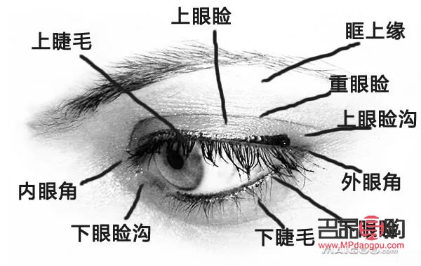 眼睛都有哪些部位組成(眼睛都有哪些部位組成圖片)