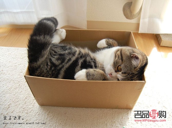 <h3>如何優(yōu)雅地為貓咪開(kāi)啟禮物箱子</h3>