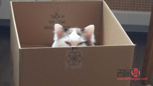如何優(yōu)雅地為貓咪開啟禮物箱子
