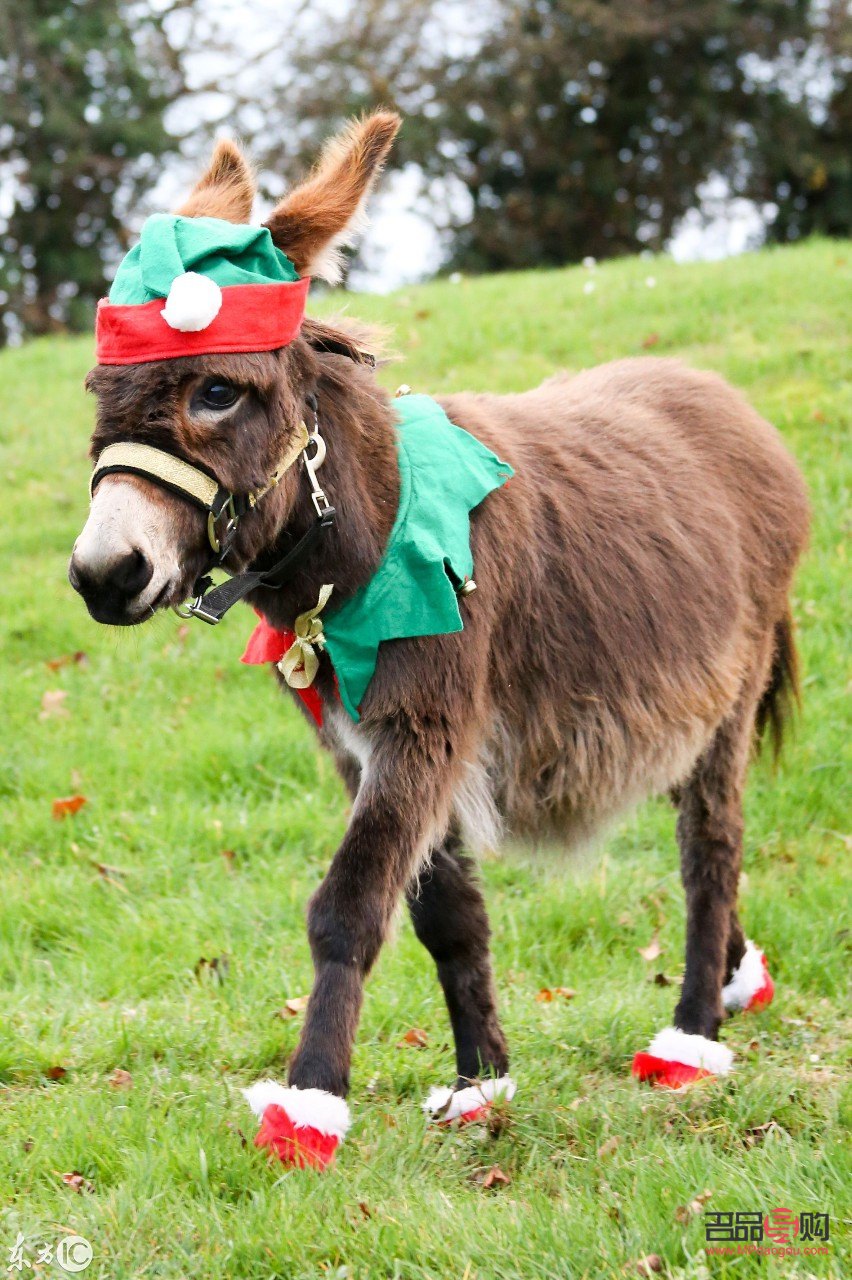 <h3>當(dāng)老人未能收到期待中的禮物，我們該如何安慰？</h3>