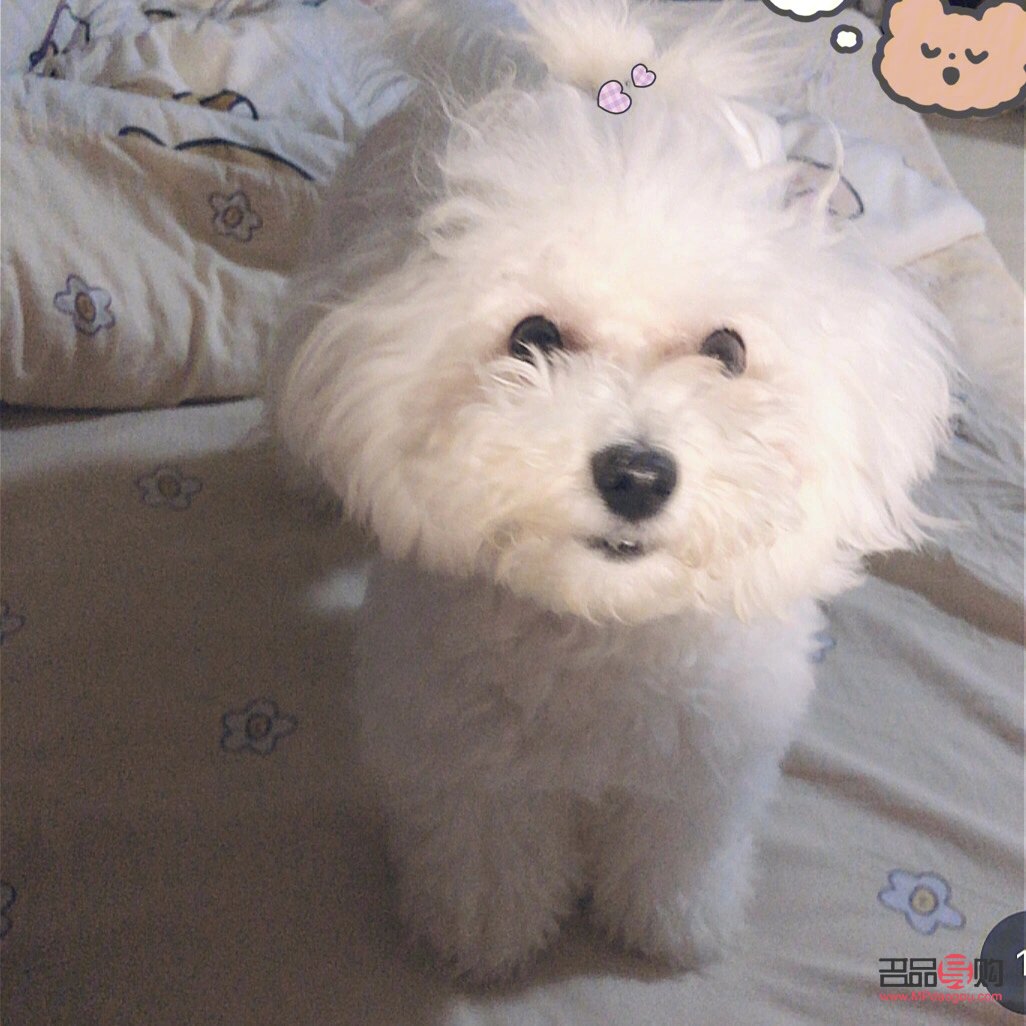 比熊身體護(hù)理有哪些藥(比熊身體護(hù)理有哪些藥品)