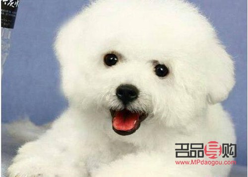 比熊身體護(hù)理有哪些藥(比熊身體護(hù)理有哪些藥品)