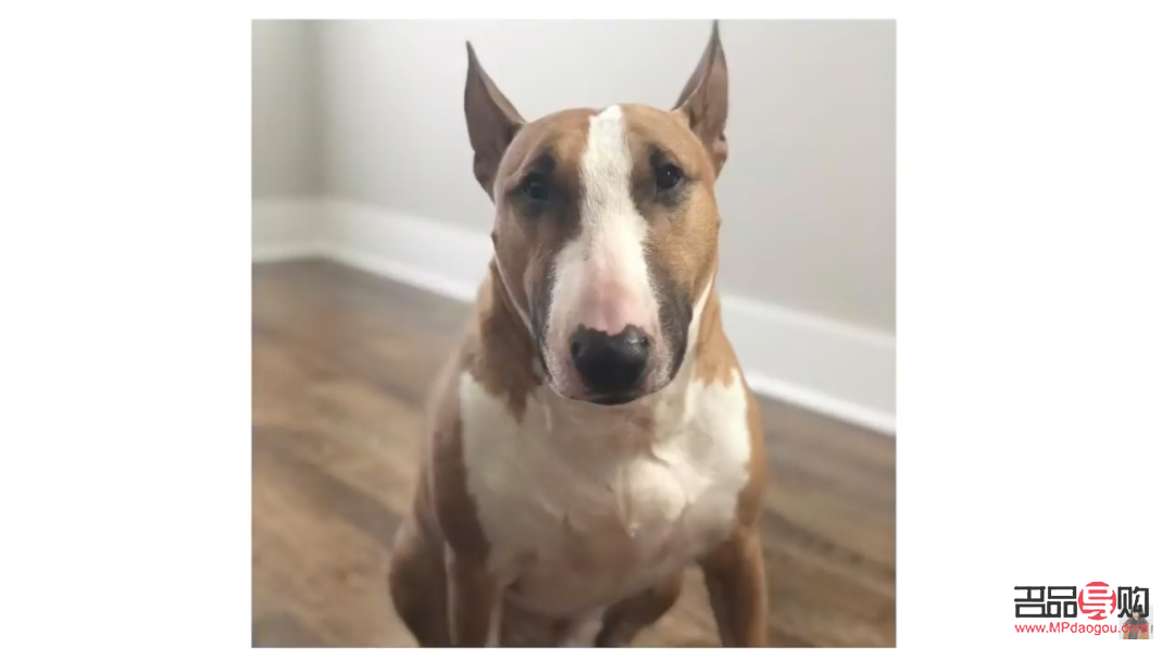 老狗怎樣護理身體好呢(老狗怎樣護理身體好呢視頻)