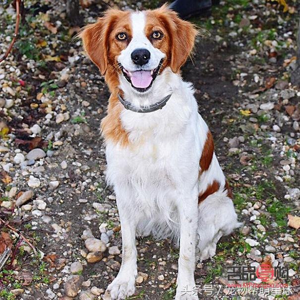 狗狗眼如何畫眼線好看(狗狗眼如何畫眼線好看圖片)