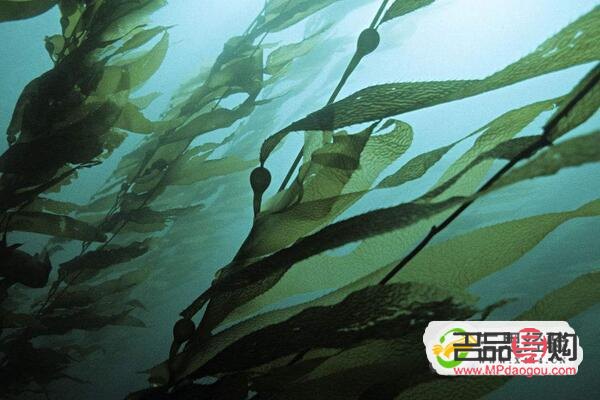 <h3>海帶美容功效深度解析</h3>