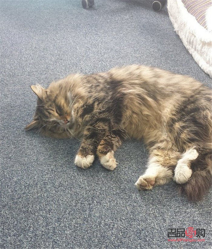 掌握愛寵美容秘籍，打造寵物靚麗新造型