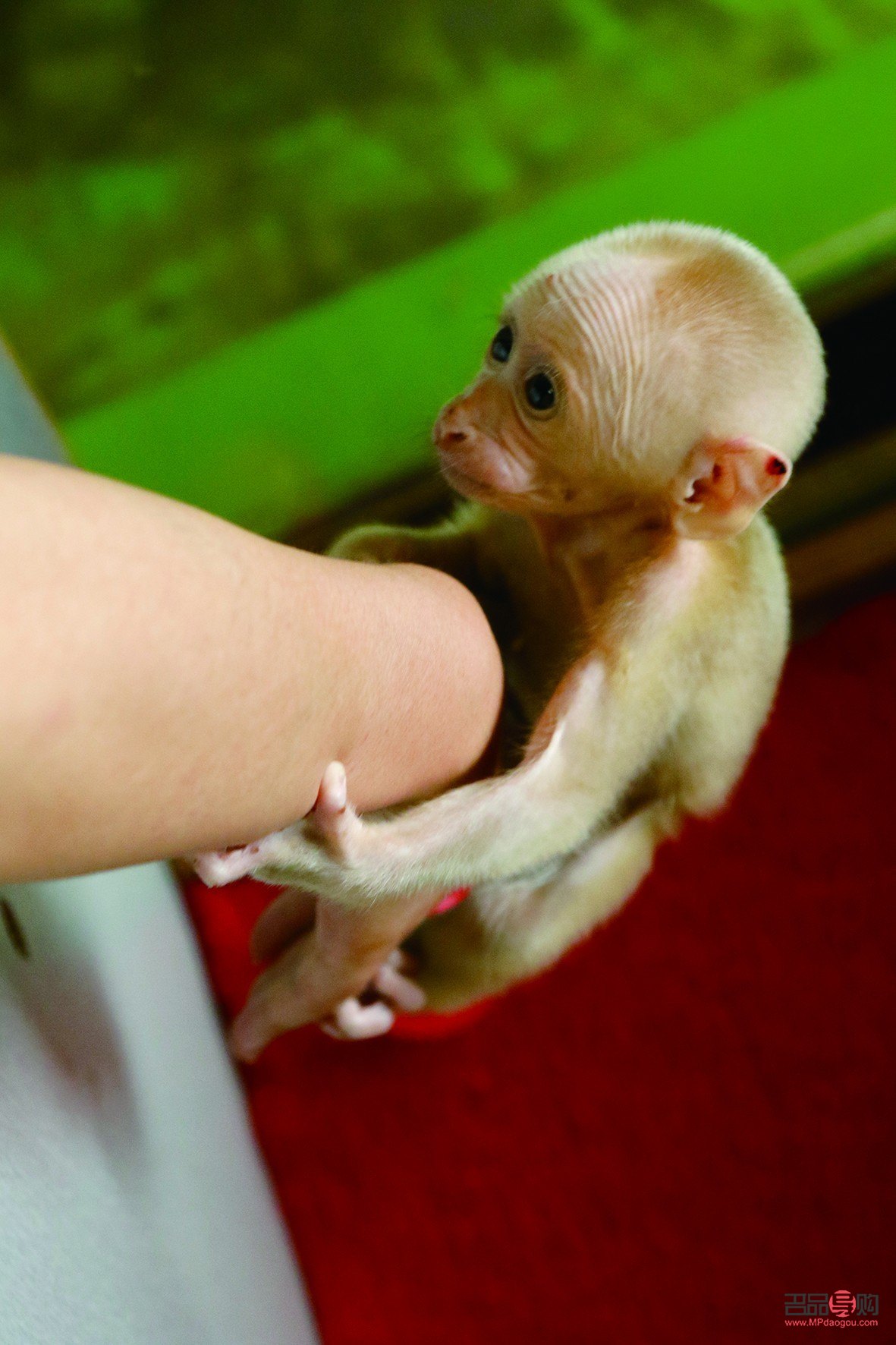 <h3>幼猴護(hù)理身體全攻略</h3>