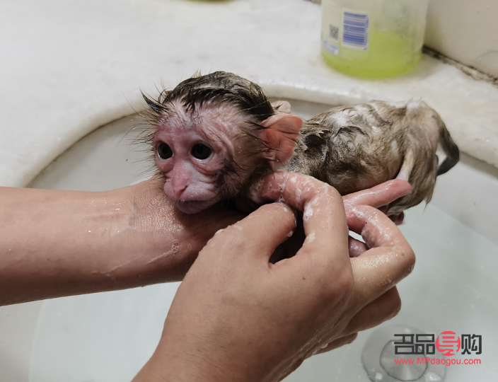 <h3>幼猴護(hù)理身體全攻略</h3>