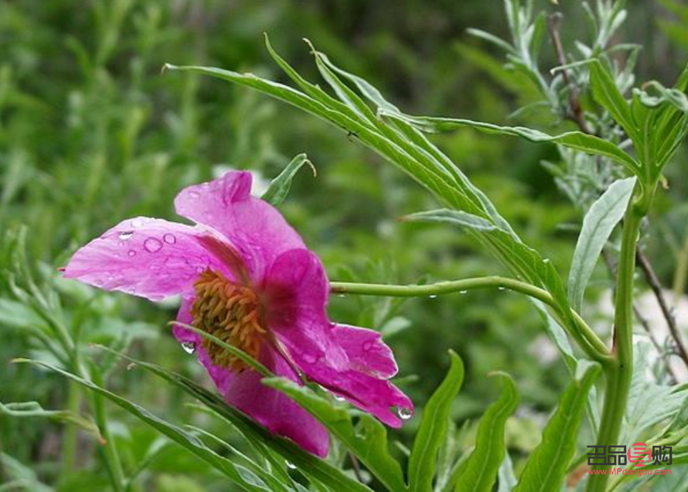 赤芍怎么美容(赤芍怎么美容效果好)