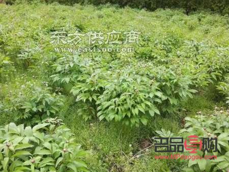 赤芍怎么美容(赤芍怎么美容效果好)