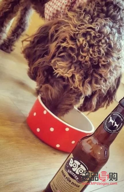 <h1>愛(ài)犬日常護(hù)理指南——打造健康亮麗的狗狗形象</h1>