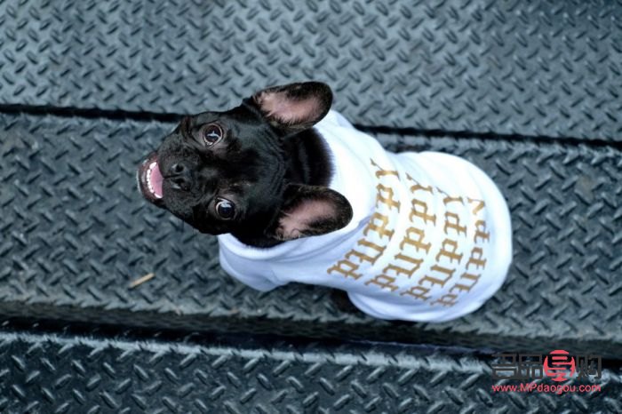 <h1>愛犬日常護(hù)理指南——打造健康亮麗的狗狗形象</h1>