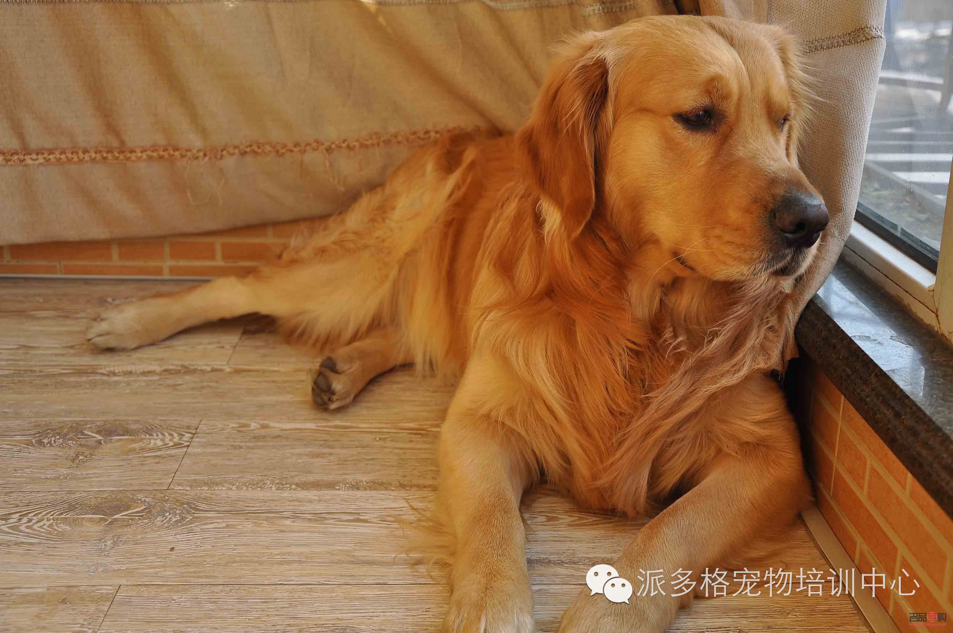 <h3>金毛護(hù)理身體全攻略</h3>