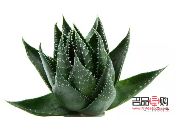 <h3>美容蘆薈的種類及其獨(dú)特功效</h3>