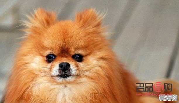 狗美容初探：打造寵物狗的靚麗外貌