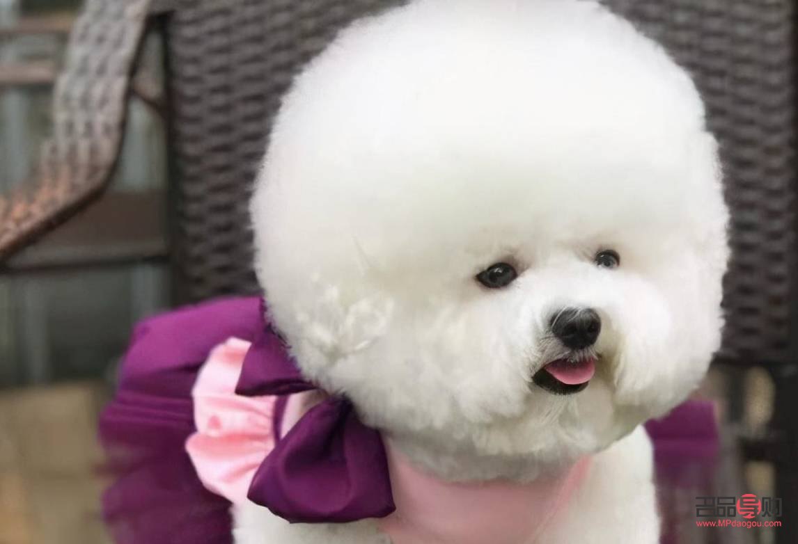 <h3>比熊犬何時適合進行美容？</h3>