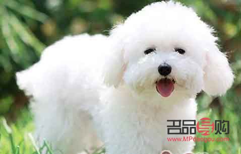 <h3>比熊犬何時適合進行美容？</h3>