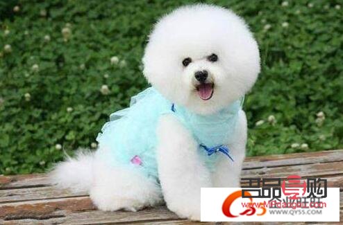 比熊犬何時(shí)適合進(jìn)行美容？