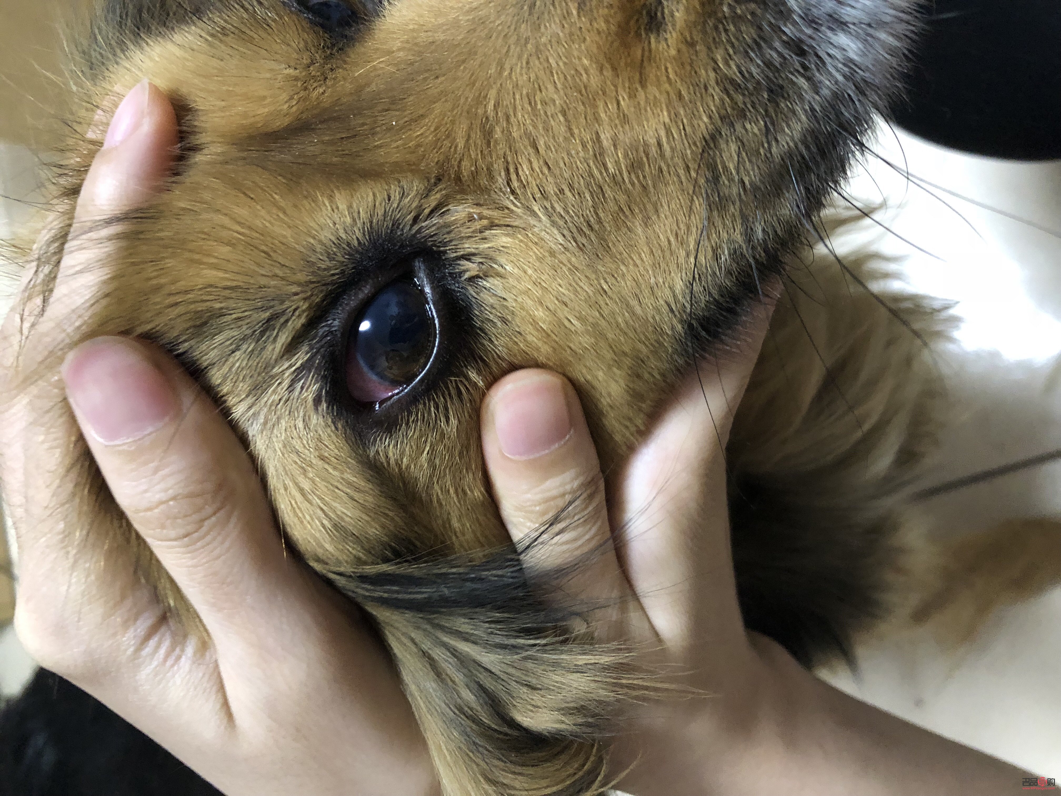 兩個眼皮不一樣是怎么回事(兩個眼皮不一樣是怎么回事圖片)