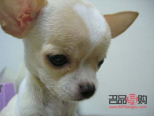 吉娃娃是啥美容(吉娃娃是啥美容的)