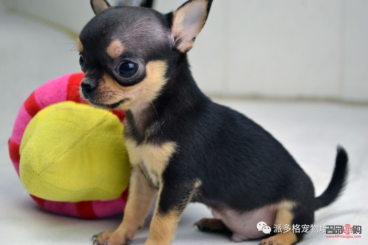 吉娃娃是啥美容(吉娃娃是啥美容的)