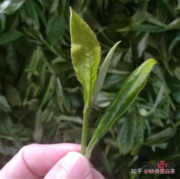 <h3>白茶花苞的美容功效探究</h3>