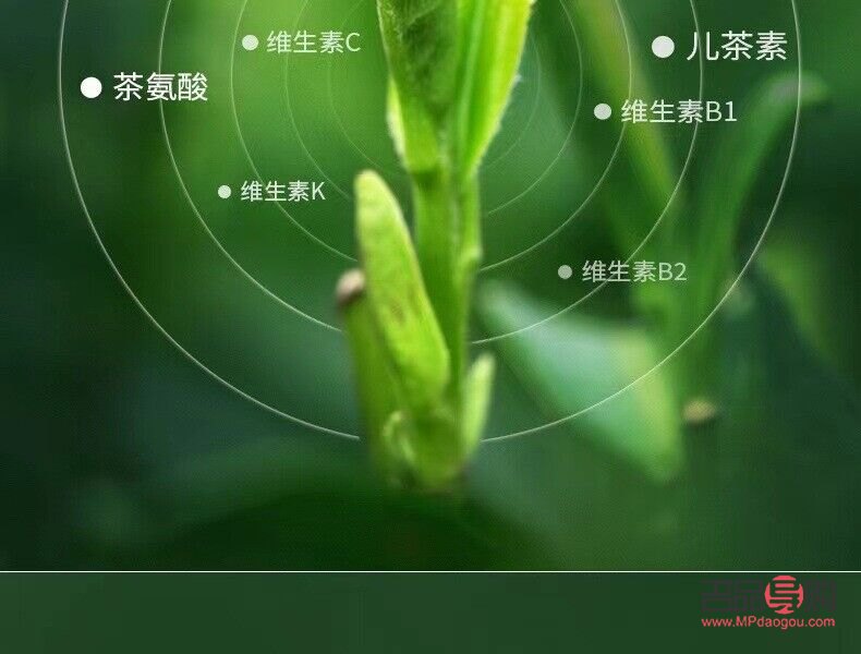 <h3>白茶花苞的美容功效探究</h3>