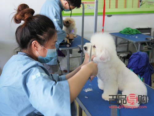 如何學寵物美容(如何學寵物美容專業(yè))