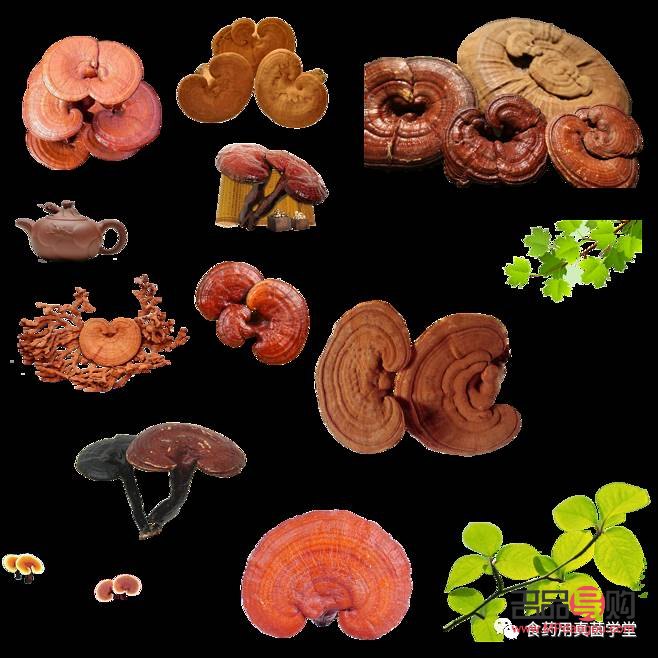 <h1>靈芝的美容奧秘與食用方法</h1>