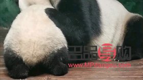 <h3>小貓彩妝繪畫指南</h3>