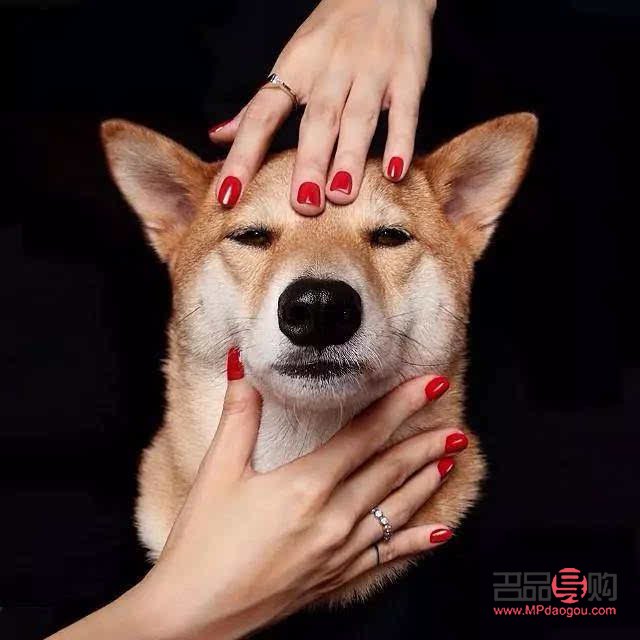 <h3>探索狗狗眼睛畫(huà)法大全</h3>