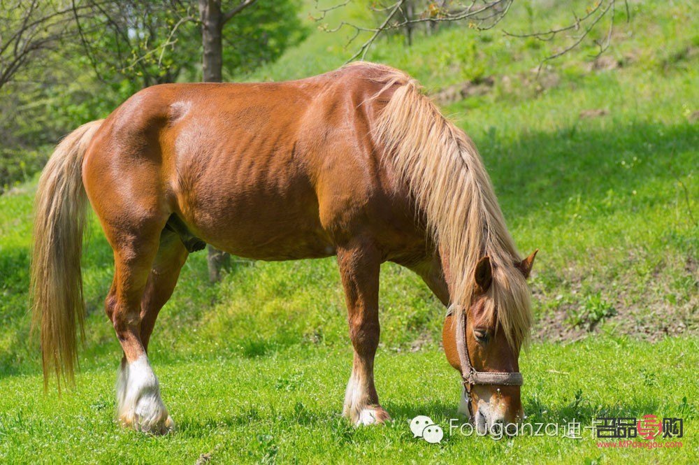 馬要怎么護(hù)理身體才好(馬要怎么護(hù)理身體才好呢)