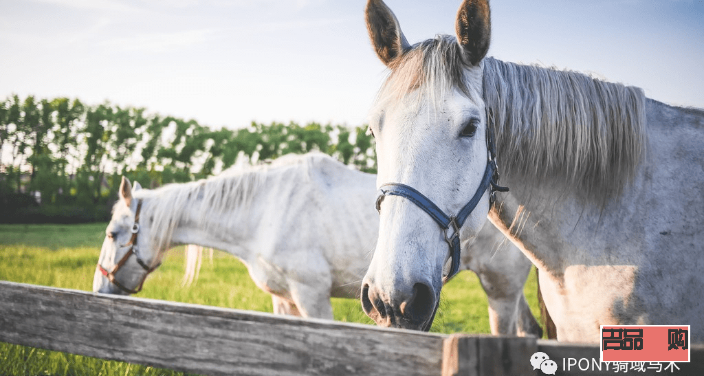 馬要怎么護理身體才好(馬要怎么護理身體才好呢)