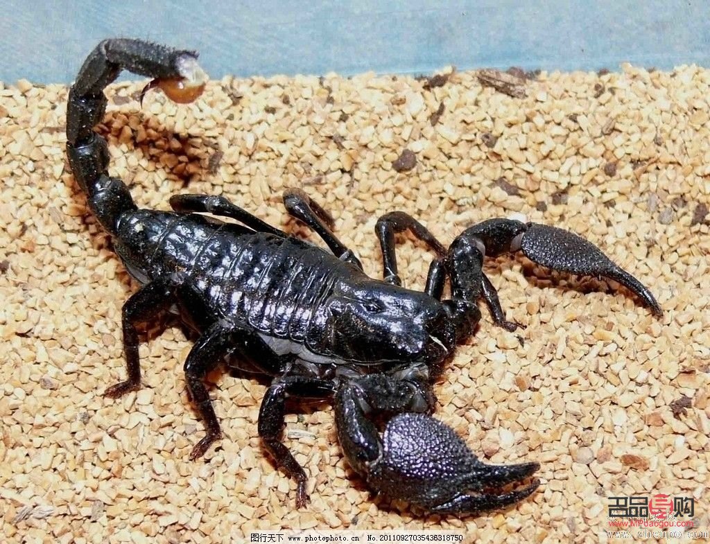 <h3>蝎子美容：真相與誤區(qū)的探討</h3>