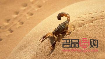 蝎子美容：真相與誤區(qū)的探討