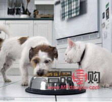 <h1>寵物美容全攻略：打造靚麗愛寵的秘訣與方法</h1>