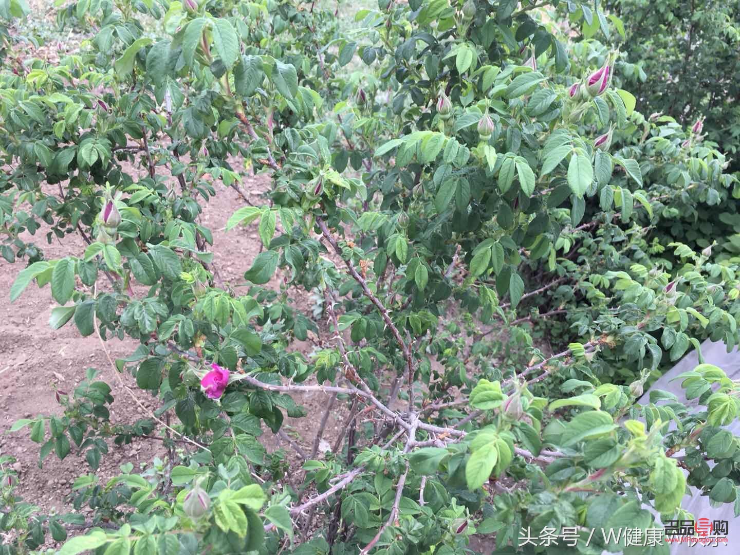 美容養(yǎng)顏喝什么茶(美容養(yǎng)顏喝什么茶效果好)