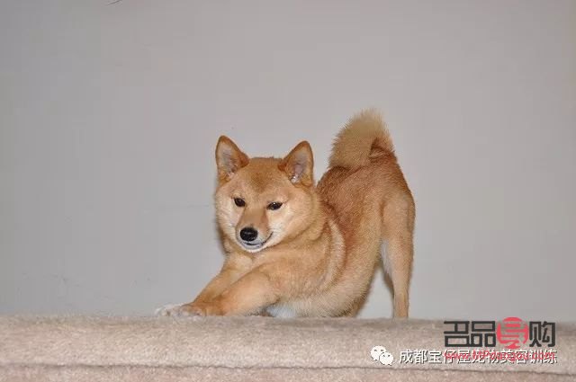 犬美容日語(yǔ)怎么說(shuō)？學(xué)習(xí)犬美容專業(yè)術(shù)語(yǔ)與實(shí)用表達(dá)