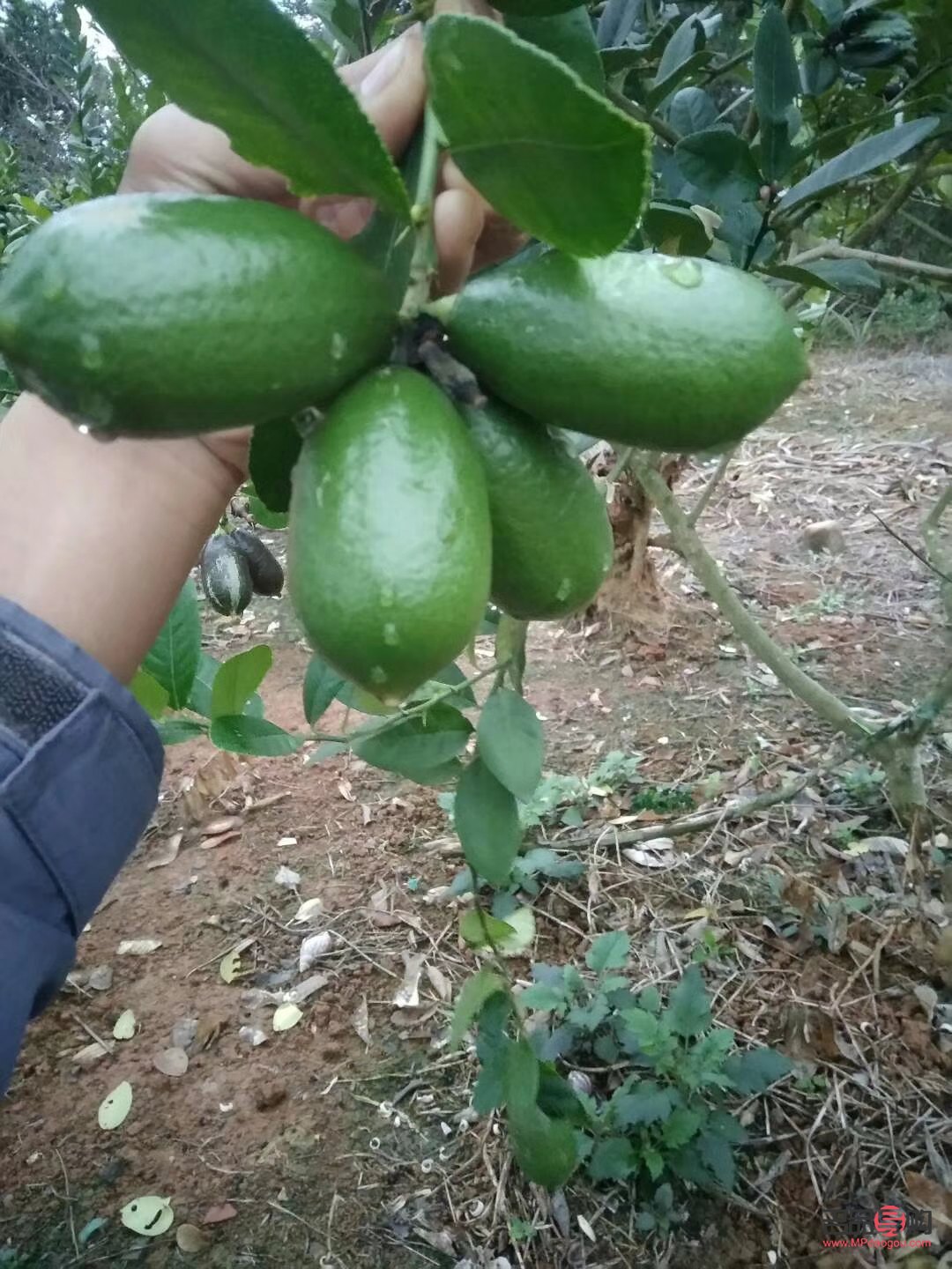 薄荷葉的美容功效探究
