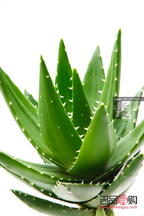 <h3>新鮮蘆薈的美容奧秘</h3>